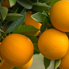 Citrus Gale Gold Travel Candle 4 oz.